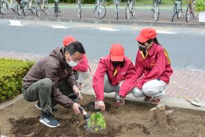 青パパイヤの苗を植える県立熊谷農業高校の生徒さん