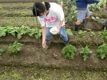 みんなで農業体験・料理教室　追肥の写真（3）