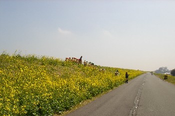 利根川土手（菜の花）の風景