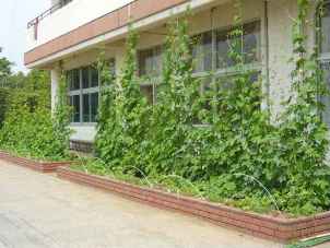 長井小学校の緑のカーテン