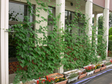 妻沼中央公民館壁面緑化の写真1