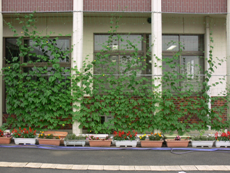 妻沼中央公民館壁面緑化の写真2