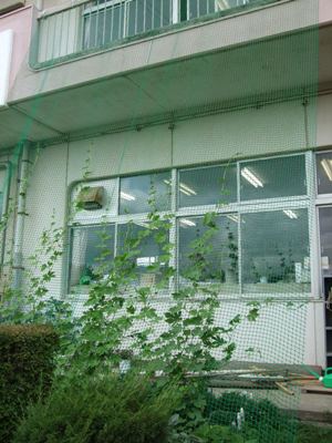 市田小学校緑のカーテン