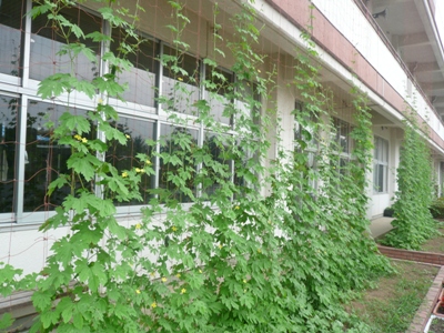 長井小学校緑のカーテン