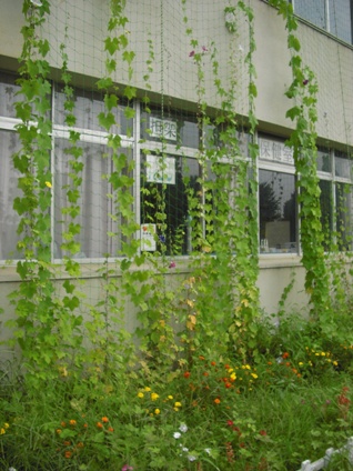 籠原小学校の緑のカーテン