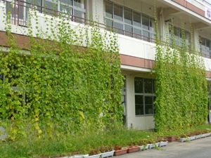 長井小学校緑のカーテン