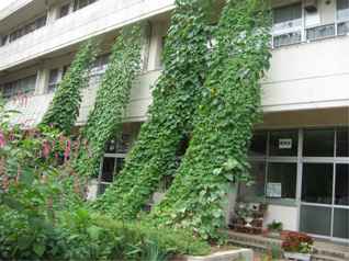 江南北小学校緑のカーテン