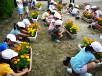 花を植える児童10