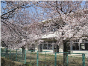 妻沼南小学校の桜の様子