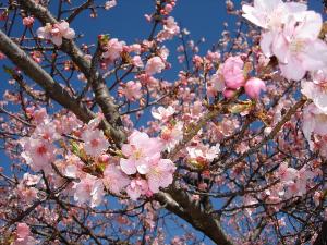 桜の花びらの写真です