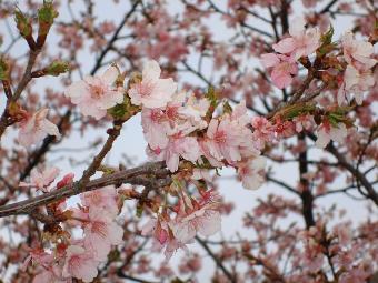 桜のアップの写真です