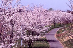 桜リバーサイドパーク1