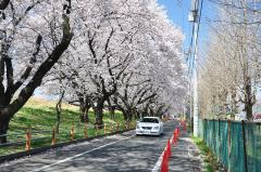 熊谷桜堤の写真2