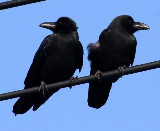 電線にとまる2羽のカラス