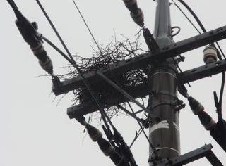 電柱に作られたカラスの巣