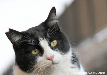 さくらねこ