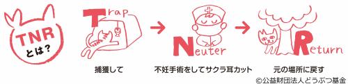TNRとは猫を捕獲して不妊手術をしてサクラの耳型にカットをします。猫はその後もといた場所に戻します。