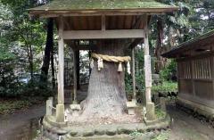 八幡神社駒留の杉の写真