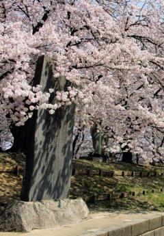 熊谷堤栽桜碑の写真