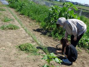ネギ周りの草取り