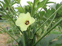 オクラの花