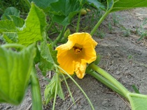 カボチャの花