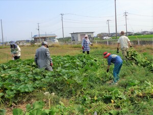 蔓片づけ
