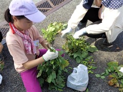妻沼茶豆