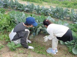 観察