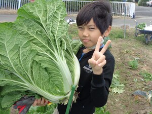 白菜