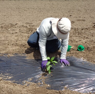 みんなで農業体験・料理教室　写真2