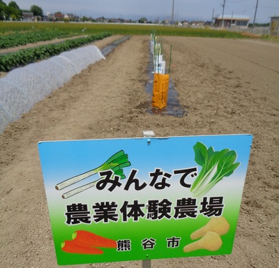 みんなで農業体験・料理教室　写真6