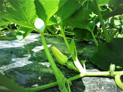 かぼちゃの蕾
