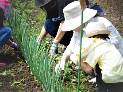 ネギ周辺の除草作業