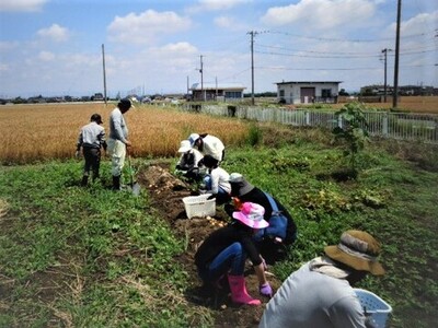 じゃがいも収穫