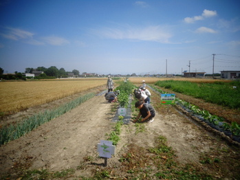 広い畑が映っています。みんなでしゃがんで、草むしりをしています。