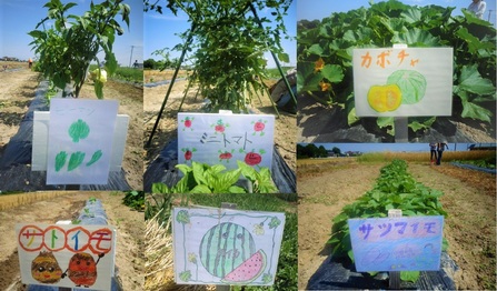 手作り看板。ピーマン、ミニトマト、カボチャ、サトイモ、スイカ、サツマイモ。それぞれ絵が描かれています。