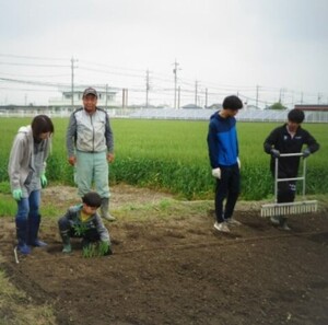 ネギ植付け