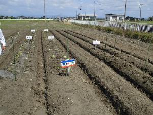 みんなで農業体験・料理教室　植付け完了の写真（2）