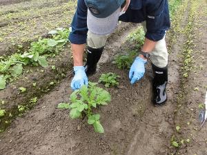 みんなで農業体験・料理教室　作付けした作物（じゃがいも）の写真