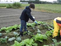 みんなで農業体験・料理教室　追肥の写真（1）