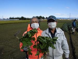 みんなで農業体験・料理教室 大根の間引き