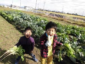 みんなで農業体験・料理教室 大根の間引き（2）