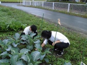 除草作業