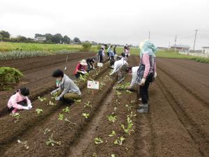 野菜の作付2