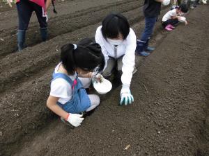 大根の種まき1