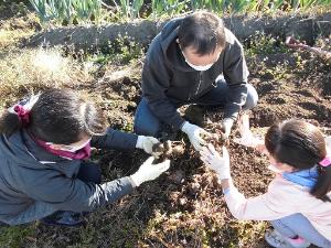 里芋の収穫