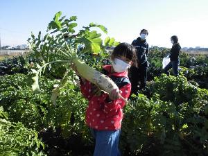 大根の収穫