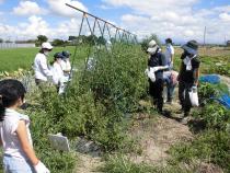 みんなで農業体験・料理教室　ミニトマトの収穫