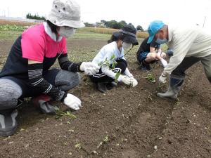 サツマイモの植え付け1